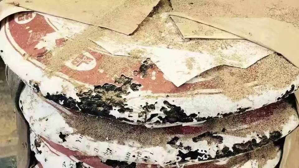 普洱茶中出现了茶虫该怎么办,普洱茶有茶虫是怎么回事