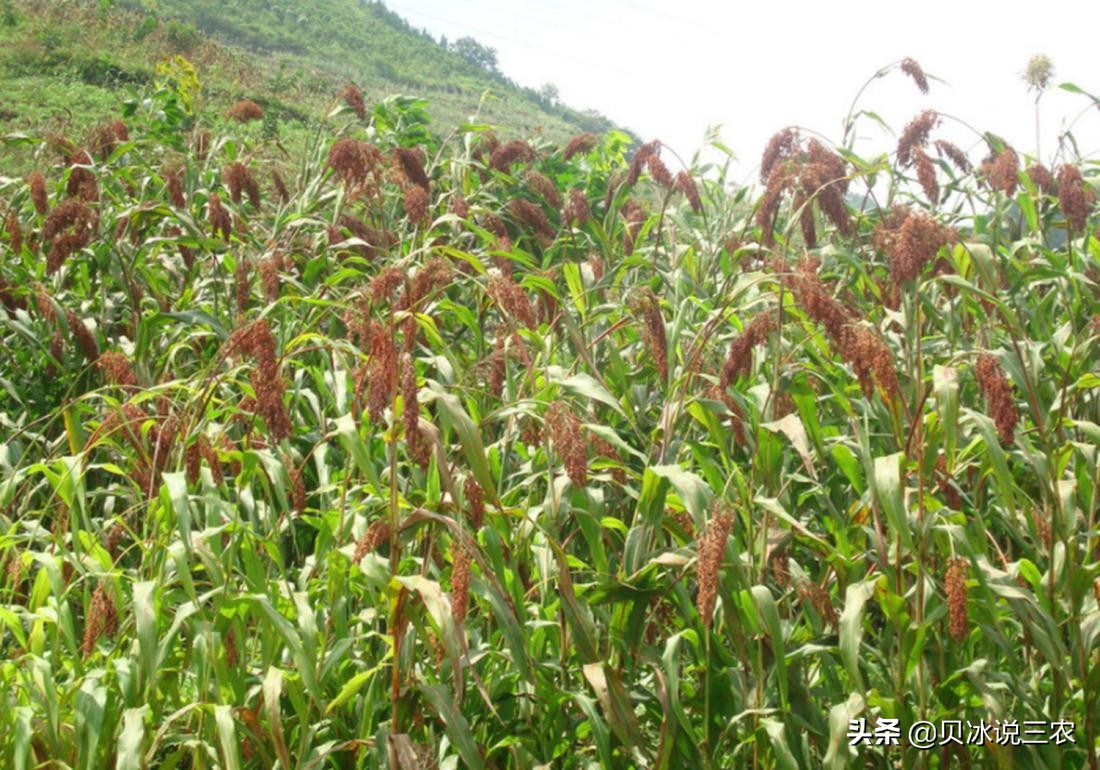 高粱种植技术和方法,高粱的正确播种方法