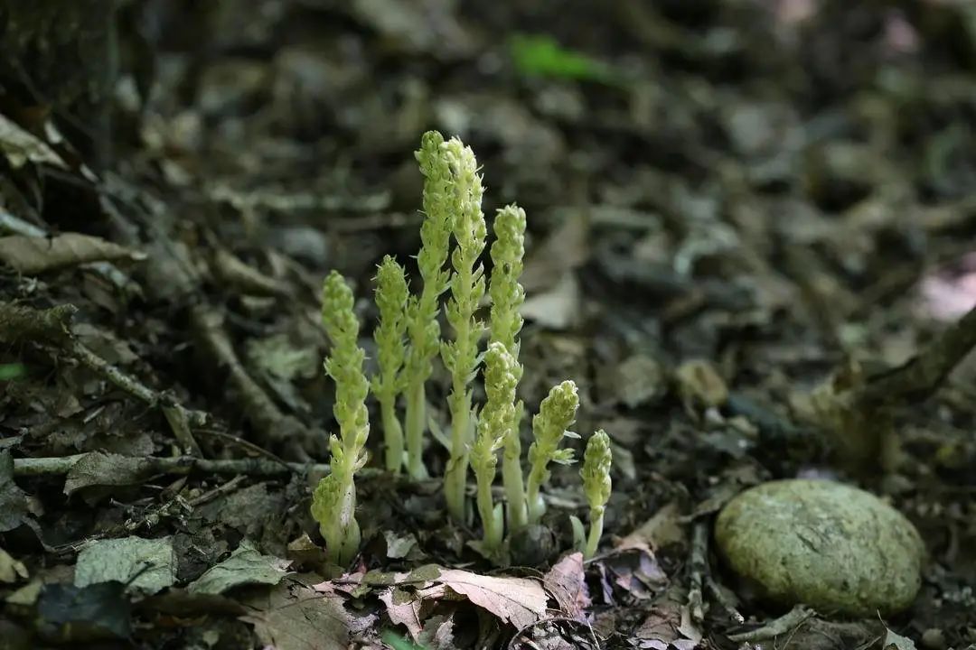 成年巨蟒蛇最多长达多少米,云南巨蟒
