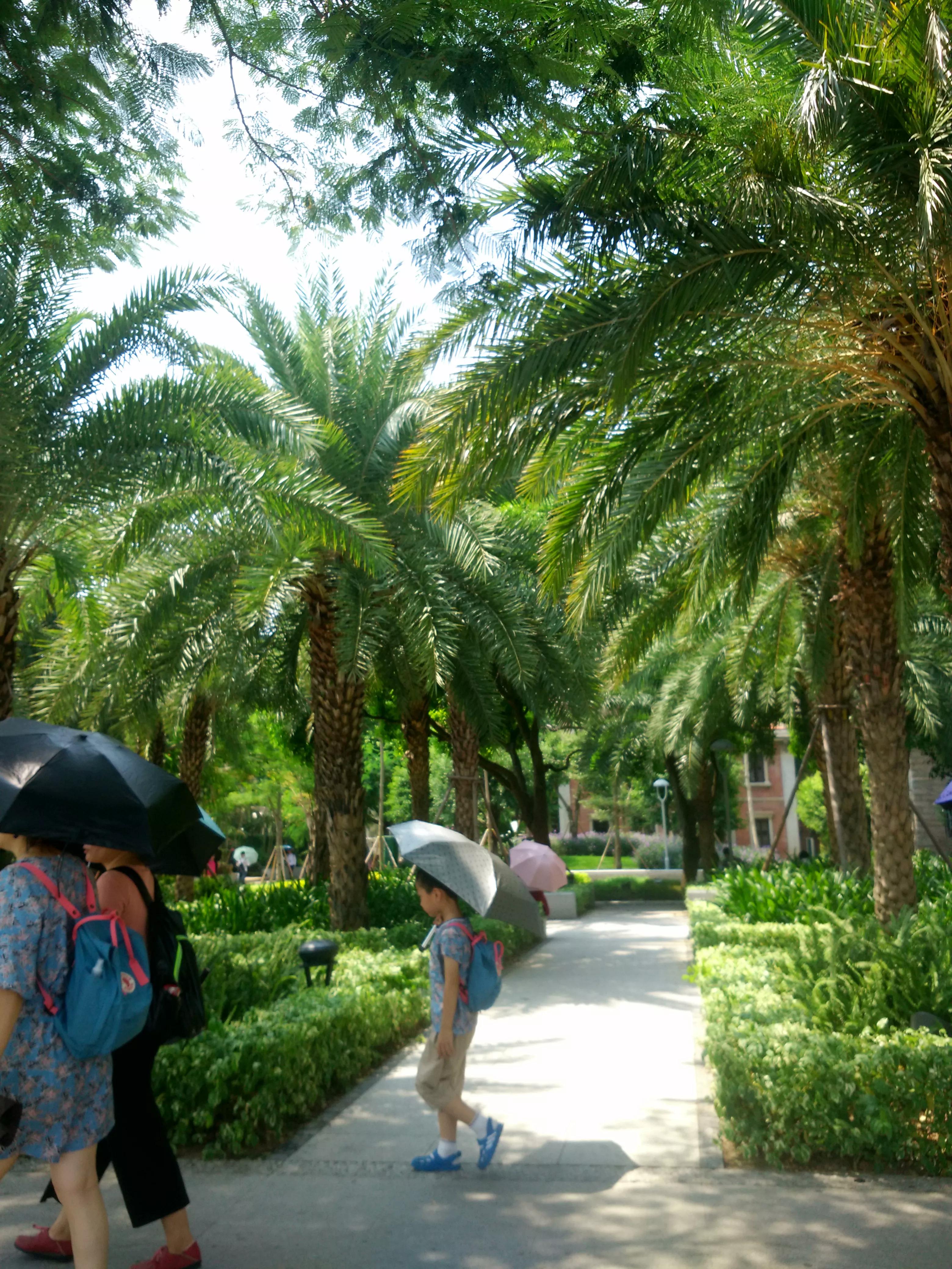 厦门鼓浪屿海上看金门一日游,厦门大学和鼓浪屿一日游