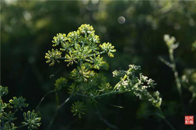 【民勤茴香梦里回乡】茴香