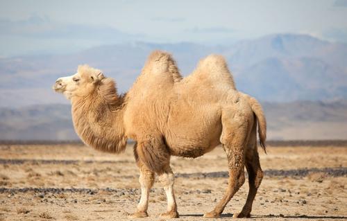 被称为沙漠之舟的骆驼站,被誉为沙漠之舟的骆驼原版