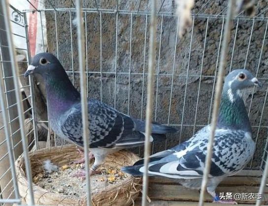 男子养鸽子发家致富销路太好,农村养鸽子致富路