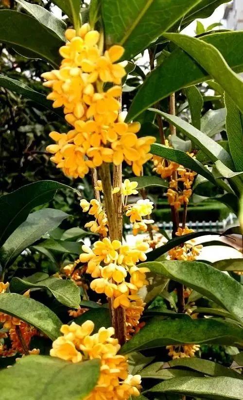 金秋送爽丹桂飘香原创,金秋飒爽丹桂飘香