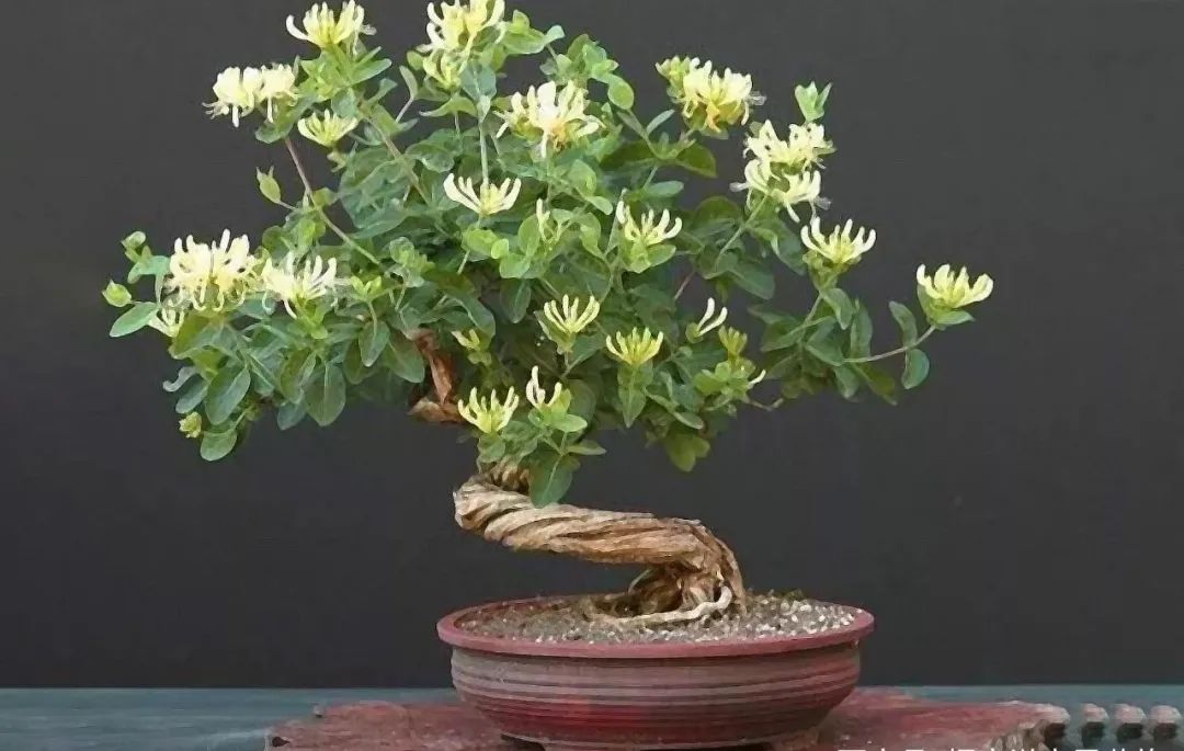 金银花盆景根怎么变粗,金银花盆景的造型与管理