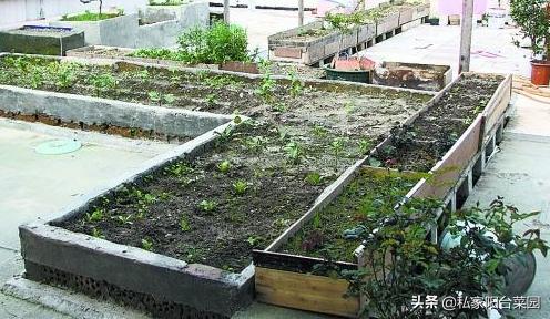 阳台播种蔬菜种子方法,阳台种植蔬菜种子哪种好