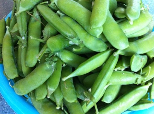 为什么荷兰豆在荷兰叫中国豆,荷兰豆为什么叫中国豆