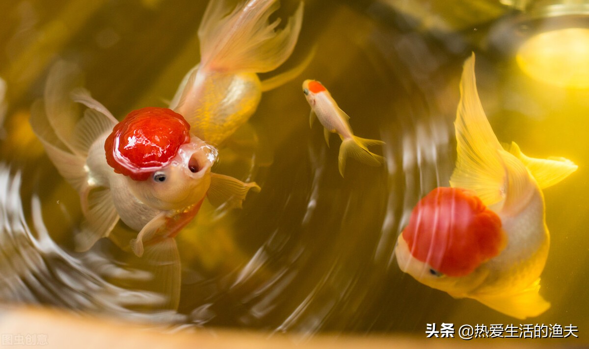 金鱼体表出血粘液过多不进食,金鱼出血最快治疗方法