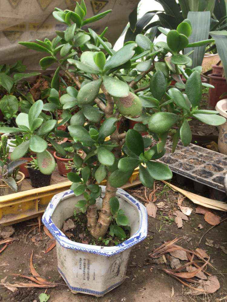 玉树换盆半个月了怎么还黄叶呢,玉树黄叶是怎么回事