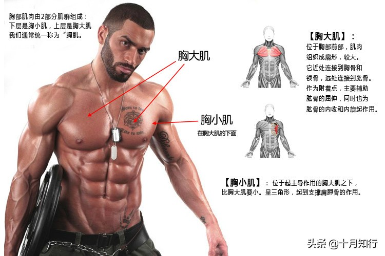 如何在家练出饱满胸肌?6个哑铃动作,帮你把胸肌练厚练饱满