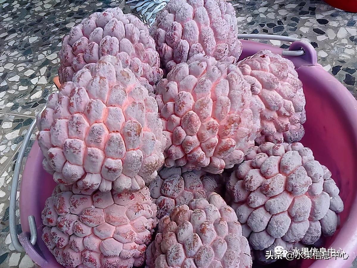 目前释迦最好的品种,粉色释迦