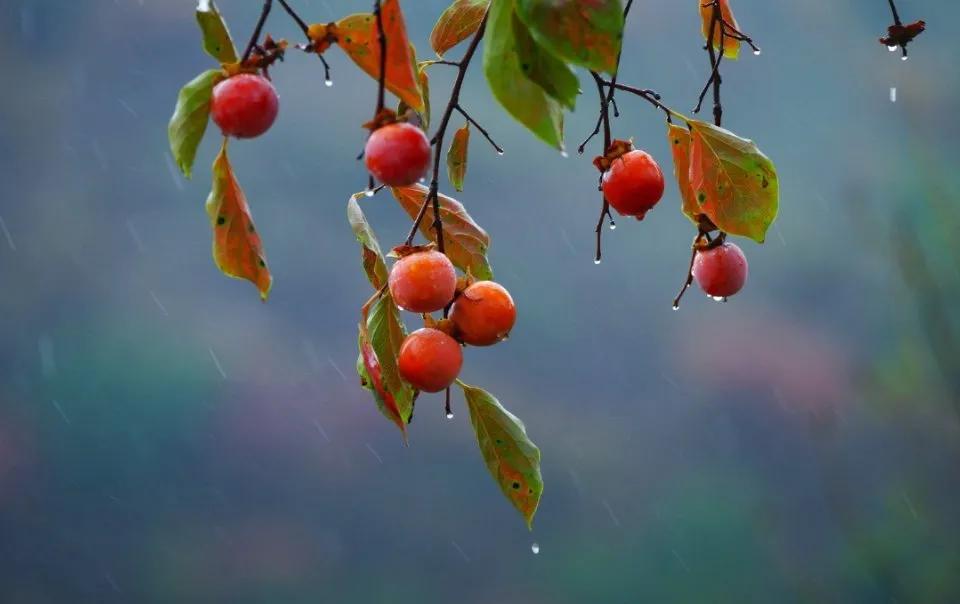 山有木兮木有枝写给谁的,山有木兮心悦君兮君不知表白