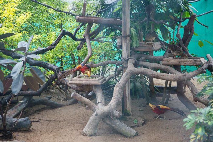 长隆飞鸟乐园湿地精灵,长隆飞鸟公园一日游攻略