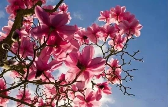 再过半个月，全国人民都将羡慕南阳