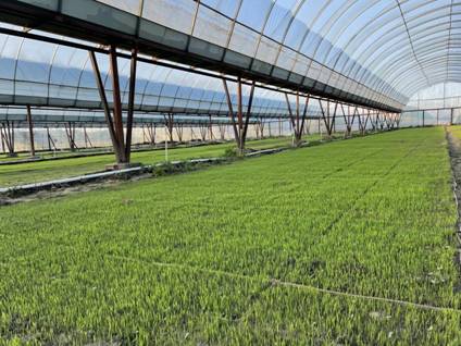 摩尔庄园还能玩小游戏吗,你们还在摩尔庄园种菜吗