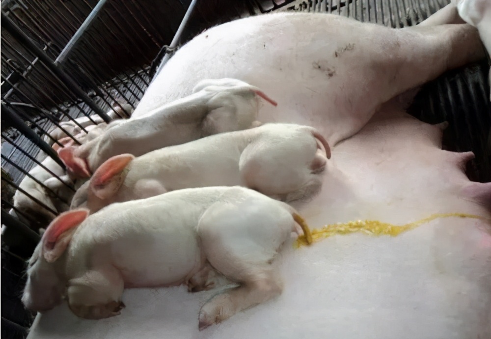 仔猪拉稀怎么治效果最快好,仔猪拉稀怎么治最有效的方法