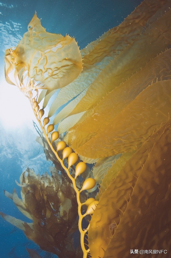 unichi深海四十噚面霜测评,unichi优驰深海四十噚修护面霜50ml