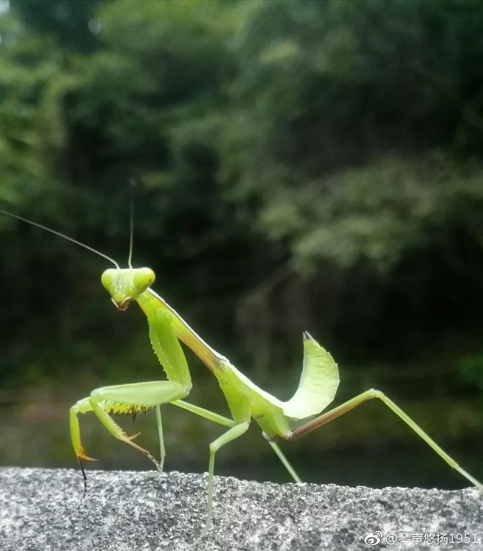 发现大自然的美的作文500字,发现大自然的美一篇作文