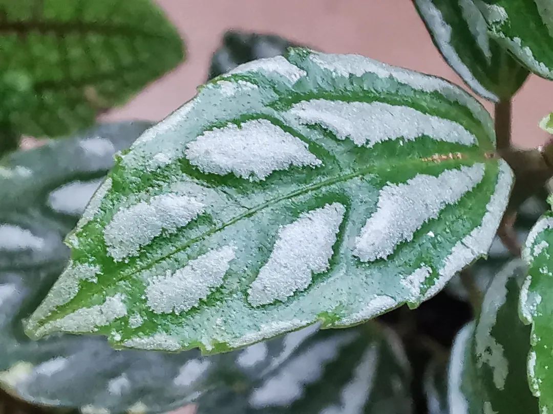 叶片翠绿的10种盆栽,叶子有斑点的观叶植物