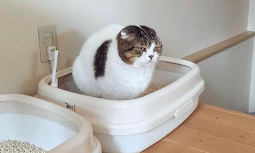 猫咪导尿之后尿频怎么办,养宠经验猫咪尿频怎么办