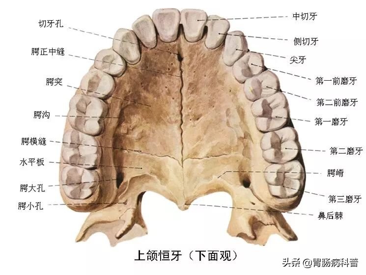 护考消化系统解剖图谱详解,消化系统解剖生理教学