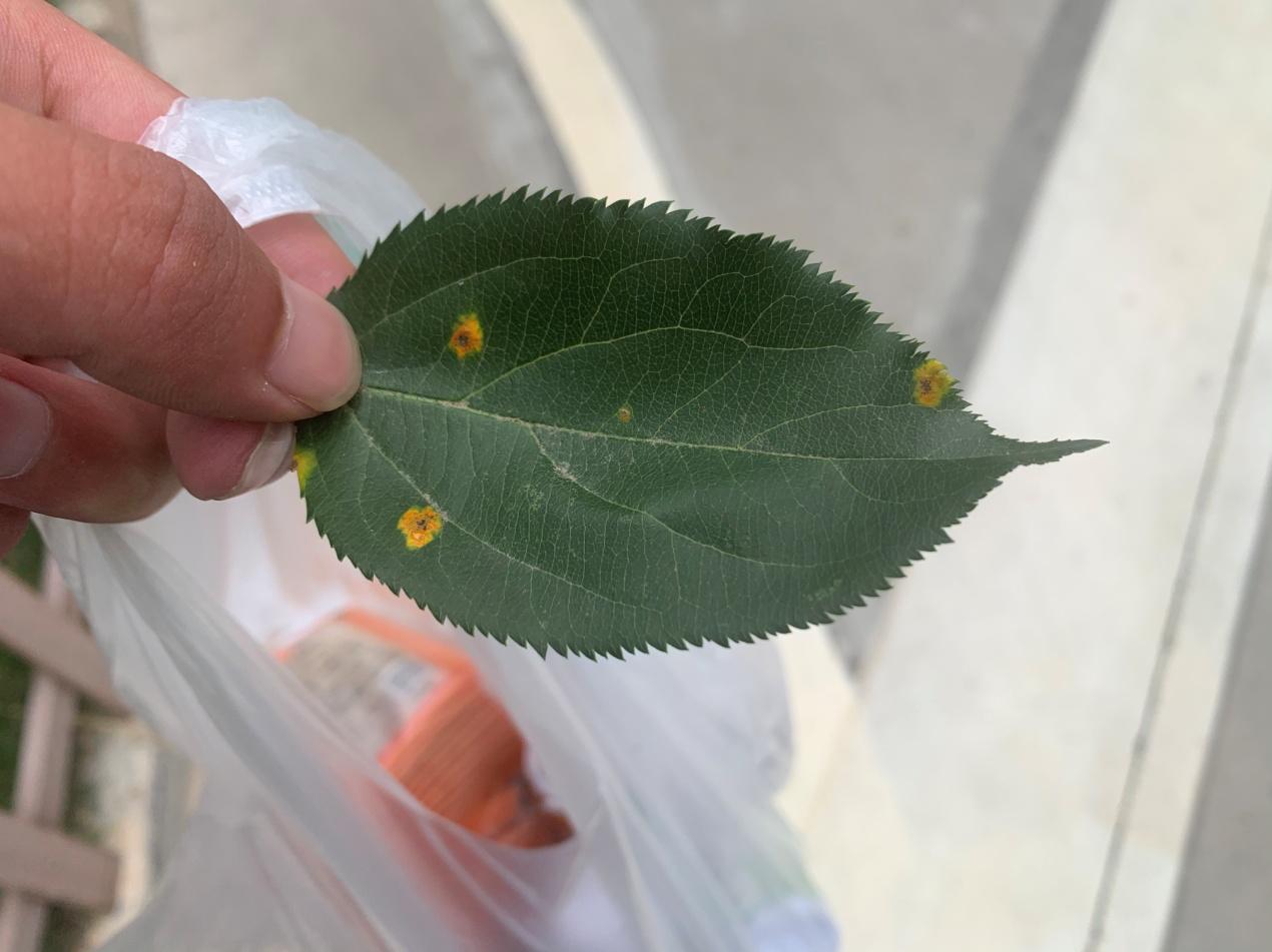 苹果锈病危害症状,苹果锈产生的危害