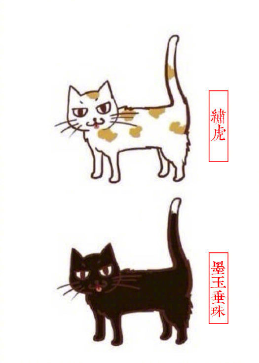 黄狸花猫咪名字,猫咪老师的花名有哪些
