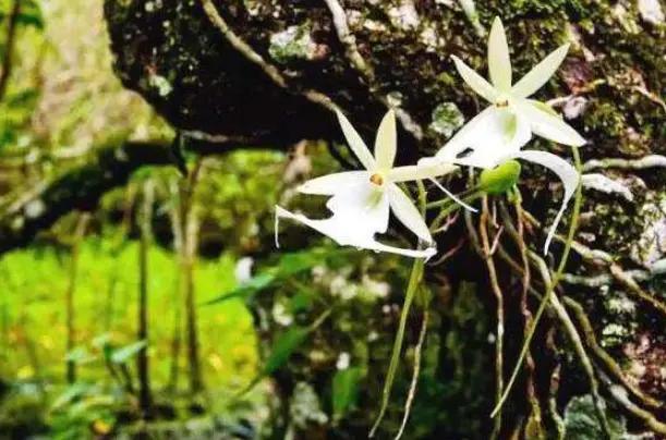 喜马拉雅山上发现的最美的兰花,世上最珍贵的兰花价格