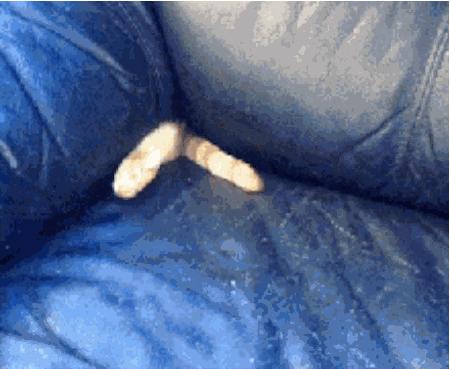 众所周知的猫咪,猫咪是液体也是固体