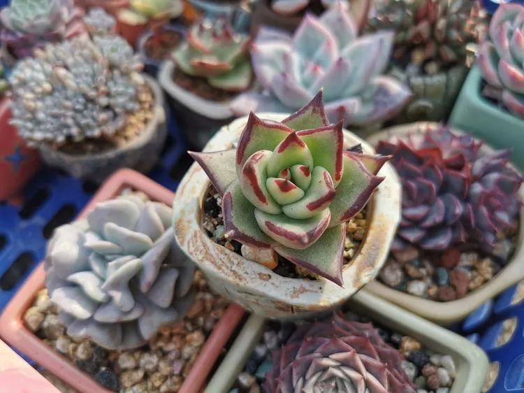 我和多肉,我与多肉