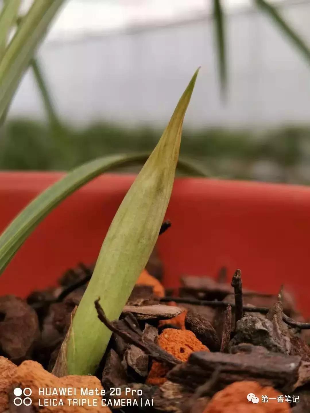 兰花品种鉴别视频,兰花花芽的鉴别