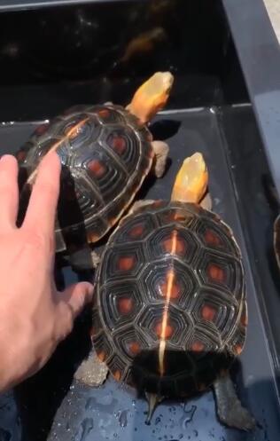 养龟养多少算多,养龟几年算老手