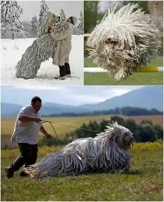 这100种动物你都认识吗,10种从未见过的动物