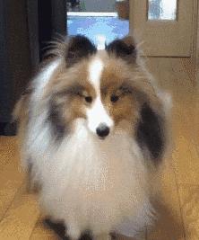 喜乐蒂体味重吗,喜乐蒂犬体味重不重