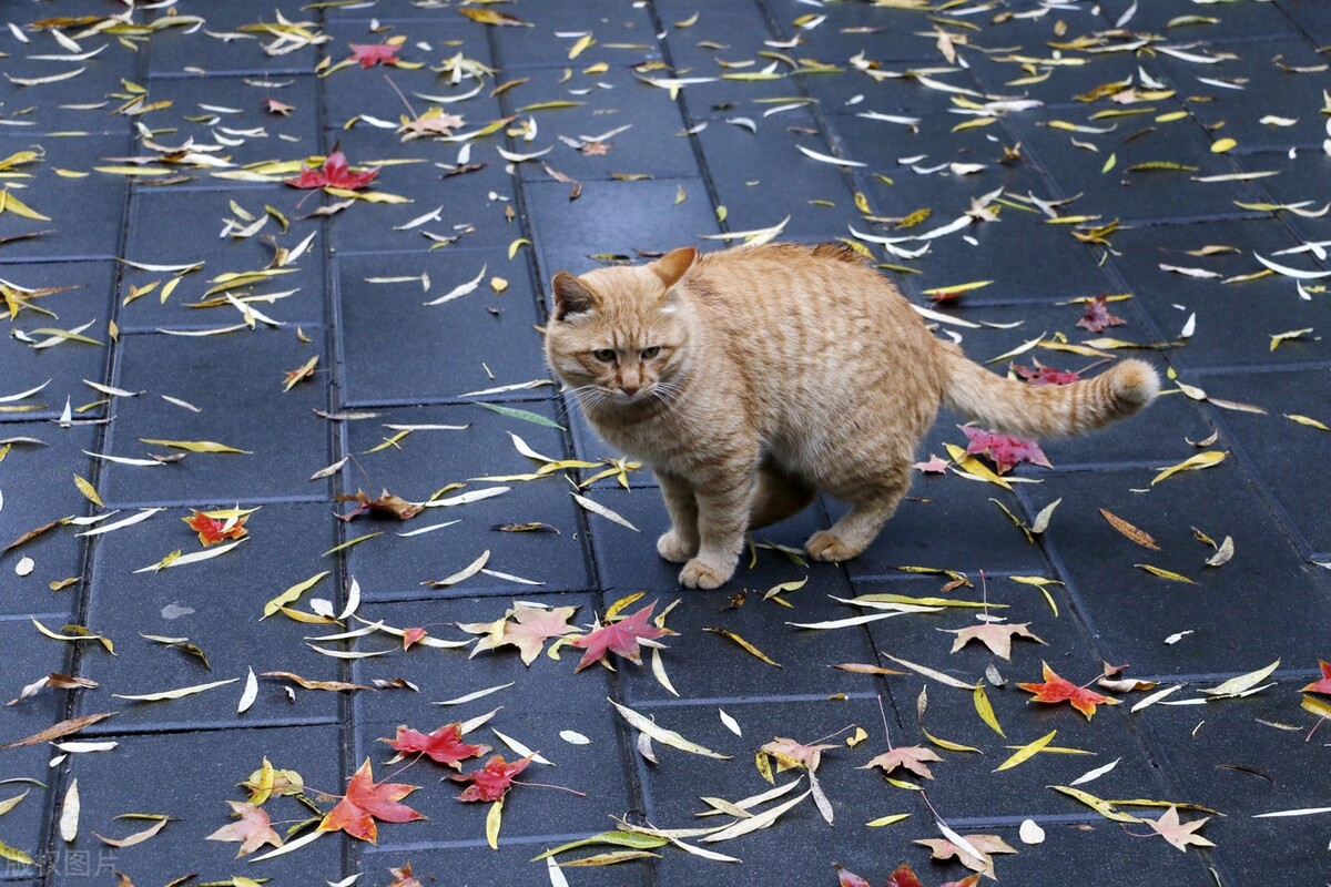 家里猫多怎么去除猫味,满屋的猫尿味如何彻底清除