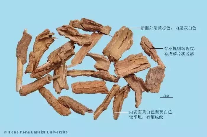 中药地骨皮多少钱一斤,中药地骨皮治什么病