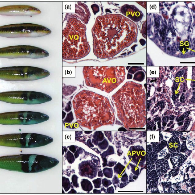 不用去泰国自己能变性？科学家发现神奇物种，21天之内由女变男