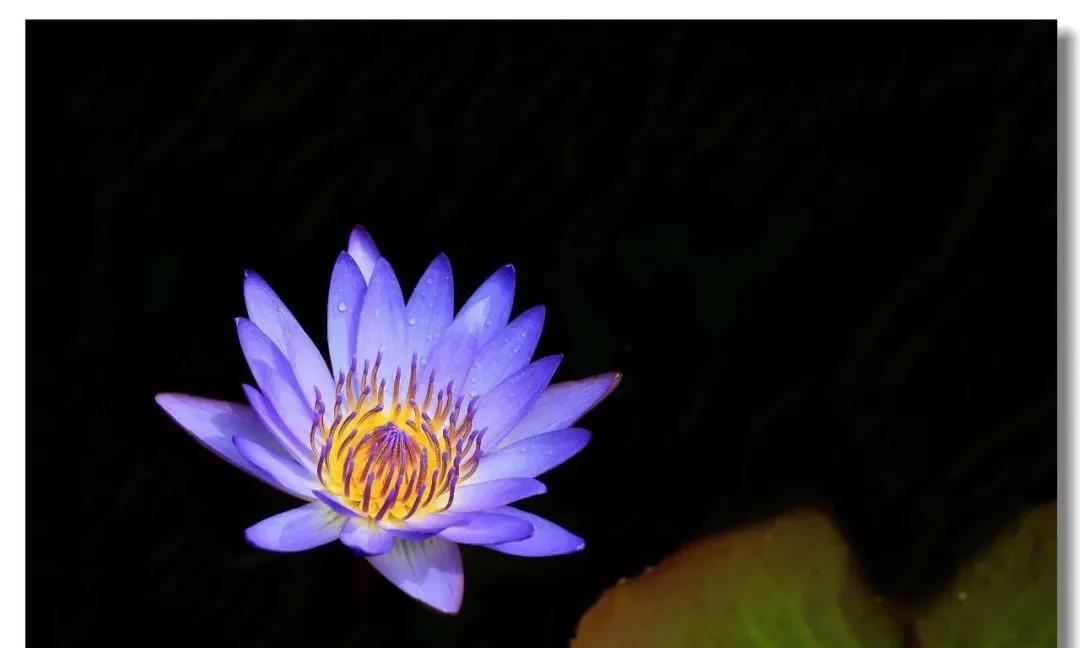 潘金莲花之月表达什么情感,恨锁金瓶潘金莲