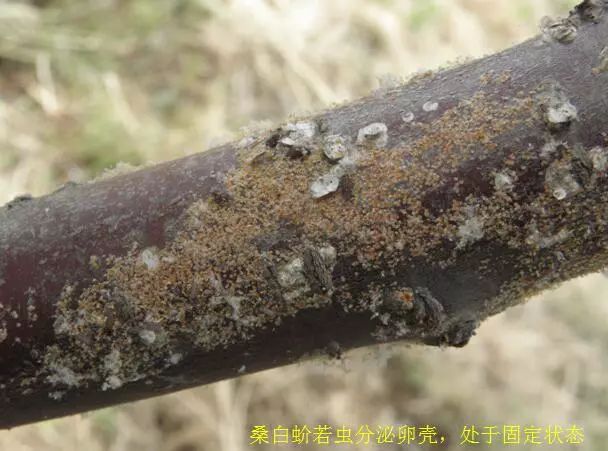 大樱桃如何防治果蝇虫害,樱桃园果蝇怎么防治