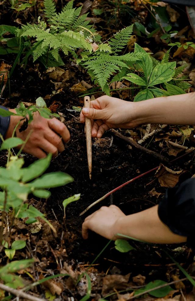 长白山百年野生人参为什么贵,长白山人参最好在哪里