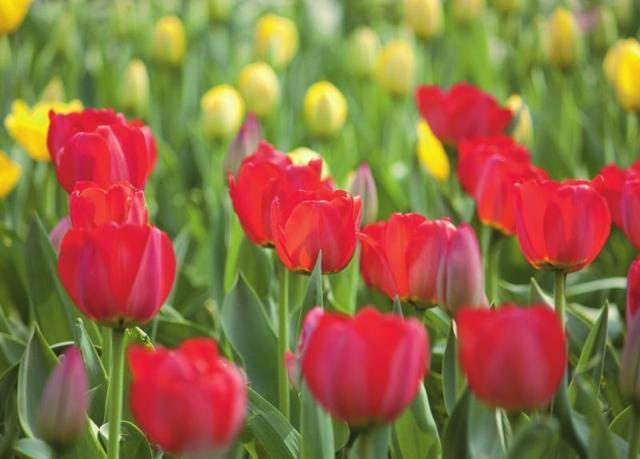 光圈景深物距景深,摄影中决定景深大小