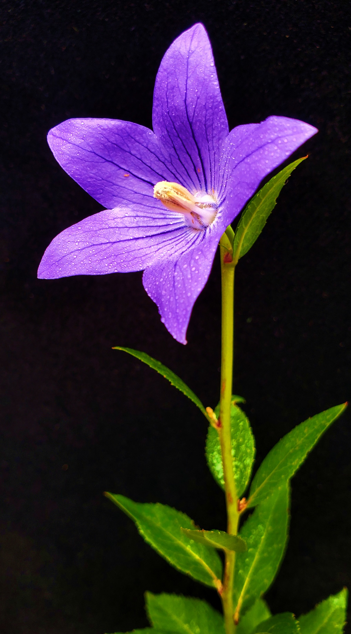 金行博览:宣肺,祛痰,平喘-桔梗