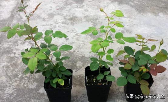 刚买的月季苗如何种植,买回来的月季苗怎样上盆