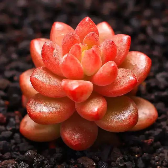 多肉早安图片大全,多肉大全100图