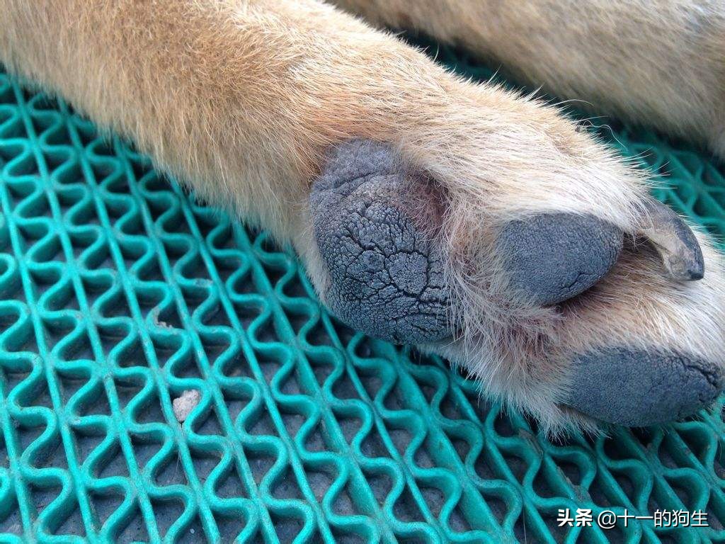 犬瘟热幼犬的10个征兆,幼犬得了犬瘟热会传染人吗