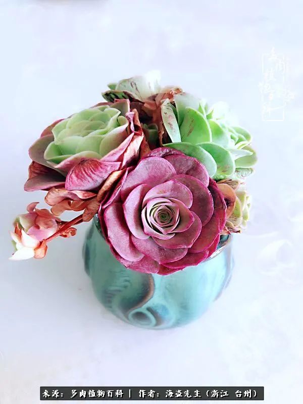 山地玫瑰养护顺口溜,山地玫瑰的养护种植注意事项视频