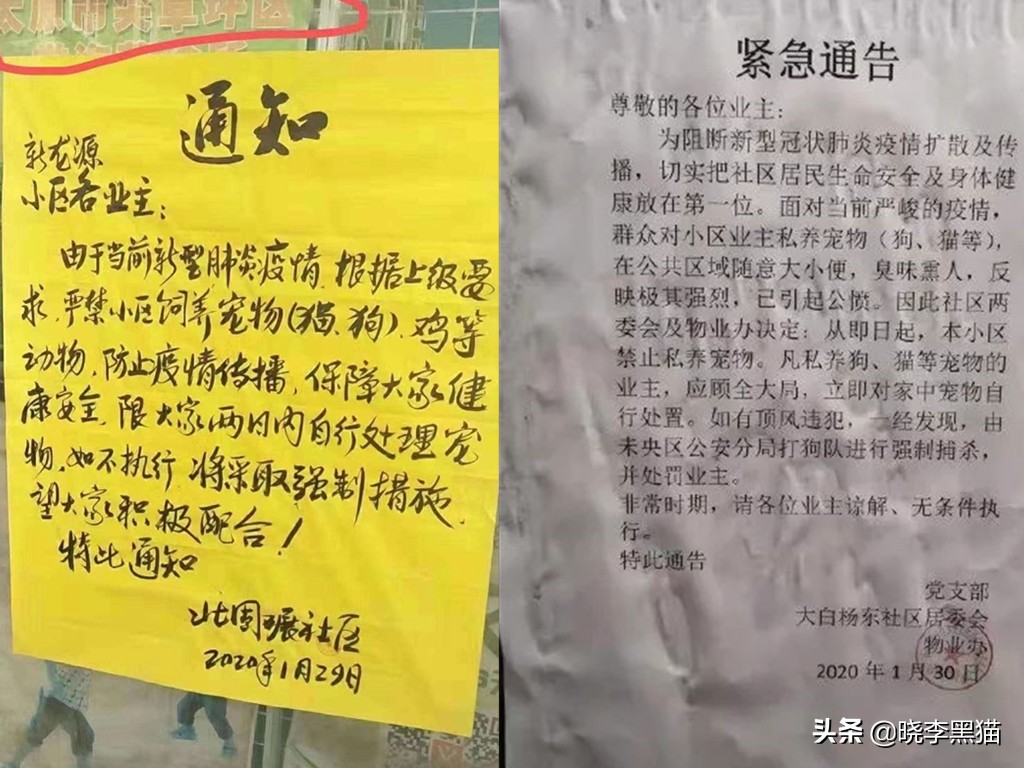 养猫家庭新冠对策全知道，别再听信谣言，也别再想当然了