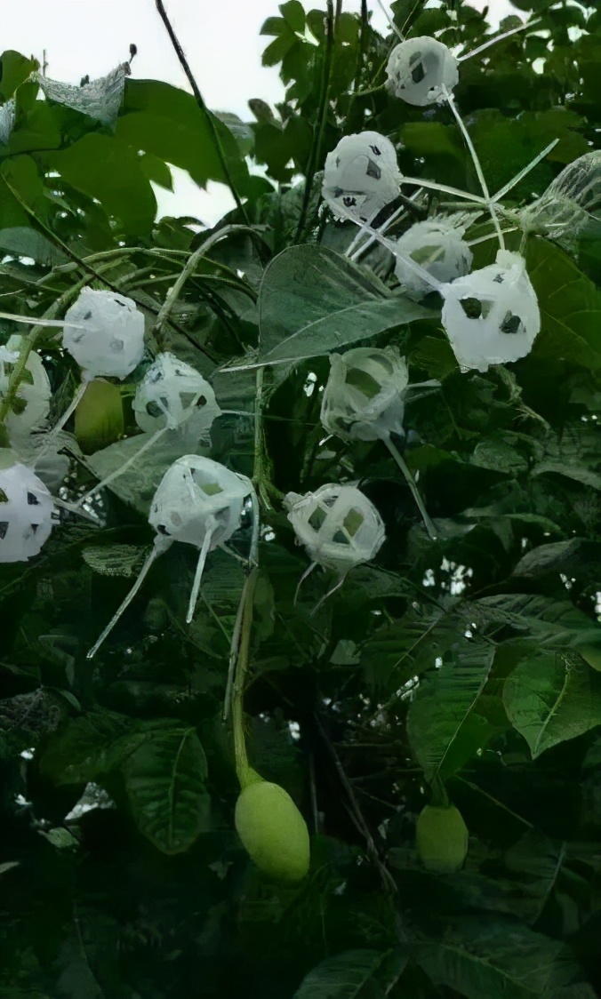 夹缝中求生存且行且珍惜,夹缝中求生存在逆境中求发展