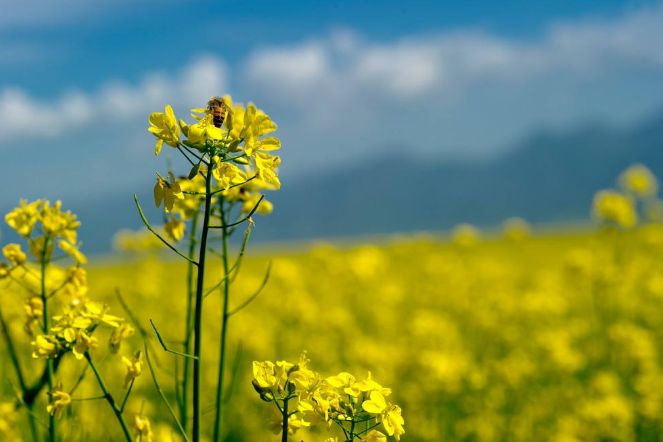 描写油菜花盛开的诗词,描写油菜花的诗词有哪些