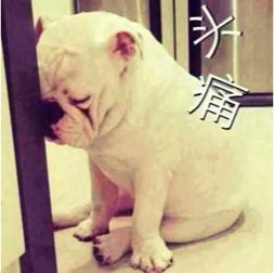 湖北最难听懂方言排名前三名的是,湖北最难懂的十个方言